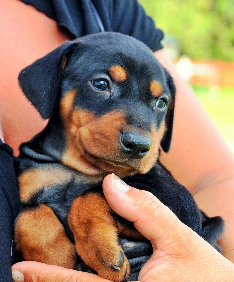 Pinscher * Xélanc Young Yamico 5 veckor